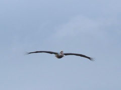 Pelecanus occidentalis
