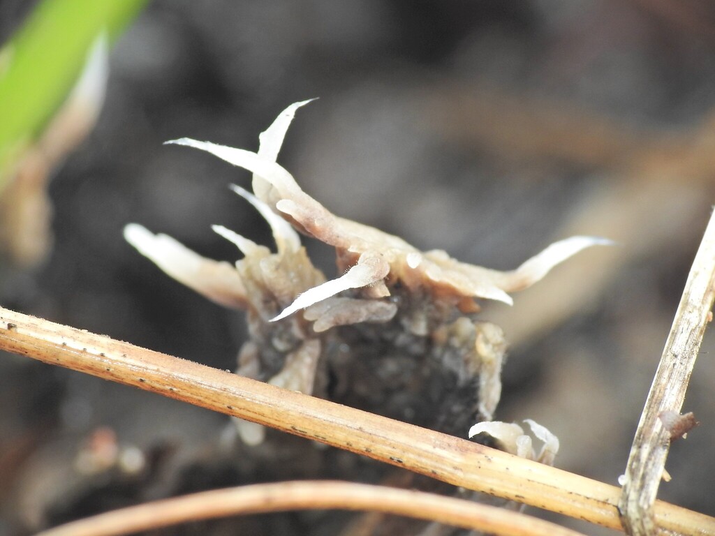 Sebacina incrustans · March 2026 · photo: © scottwgavins (iNaturalist, cc-by)