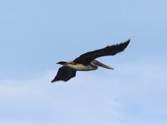 Pelecanus occidentalis