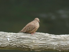 Columbina passerina