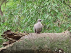 Streptopelia decaocto