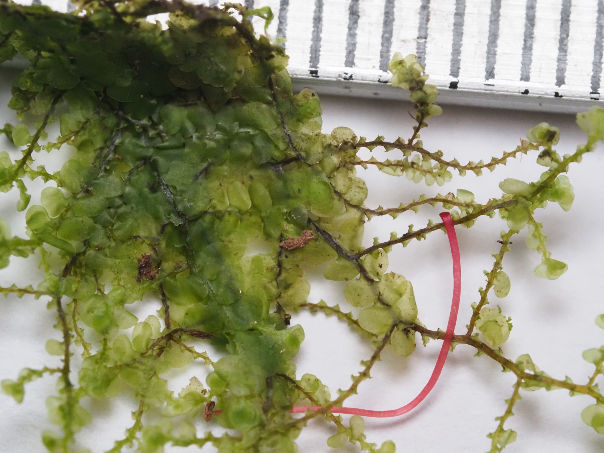 Radula reflexa