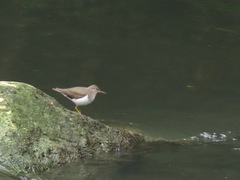 Actitis macularius