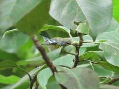 Setophaga americana