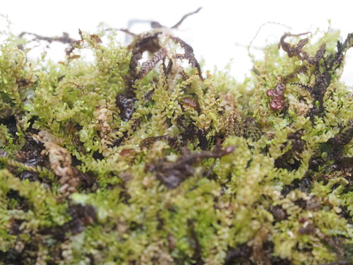 Radula cavifolia observed 2026-03-09