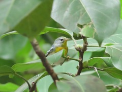 Setophaga americana