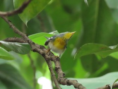 Setophaga americana