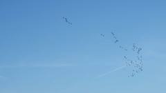 Amazona viridigenalis