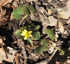 Ranunculus harveyi