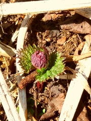 Urtica platyphylla