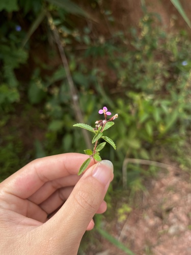 Sonerila erecta observed 2024-09-25