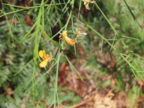 Stinkwood (Jacksonia sternbergiana)
