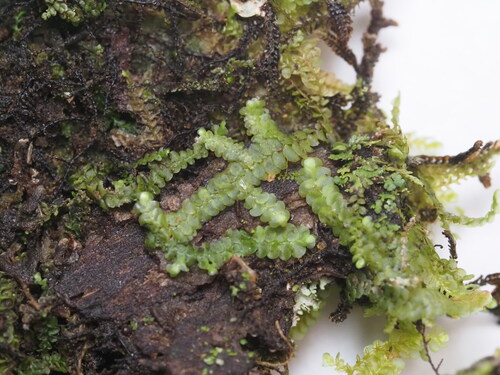 Radula javanica observed 2026-03-09