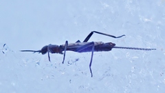 Allocapnia pygmaea