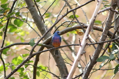 Passerina rositae