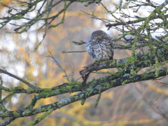 Athene noctua vidalii