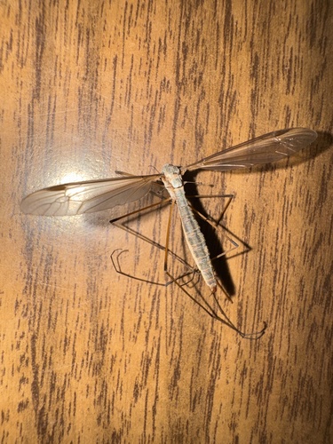 Unknown species found near Cal Poly Humboldt, Arcata, CA, US