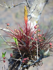 Tillandsia tricolor