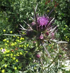 Notobasis syriaca