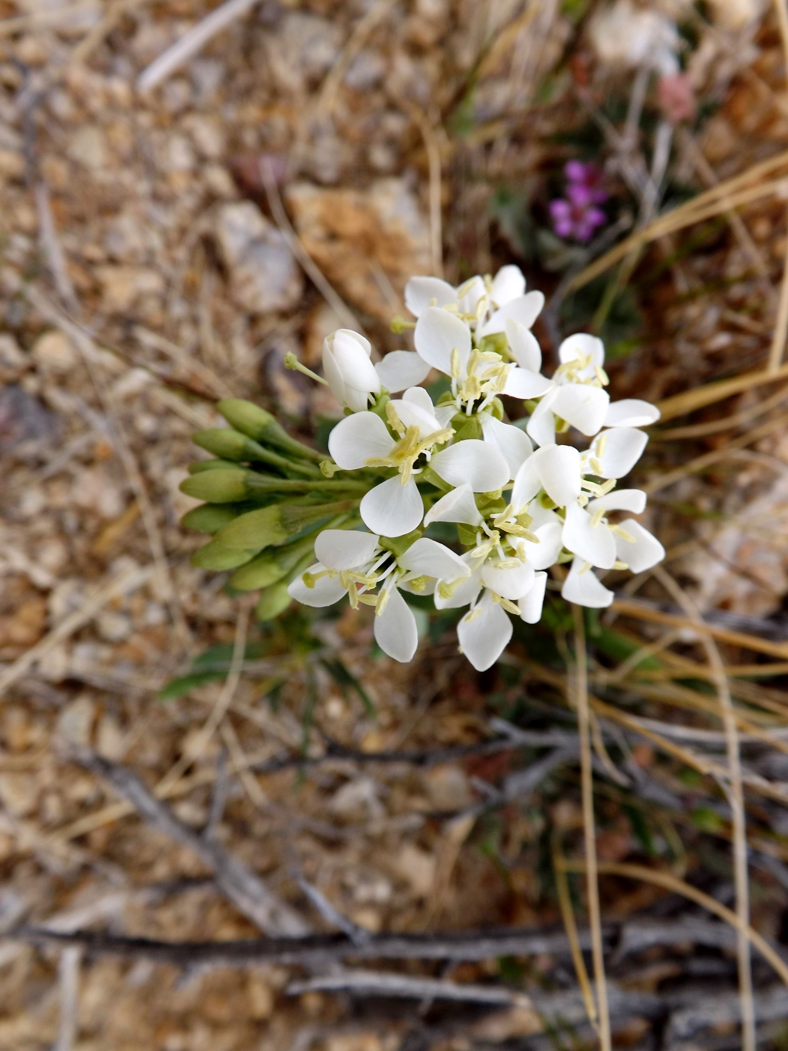 Eremothera