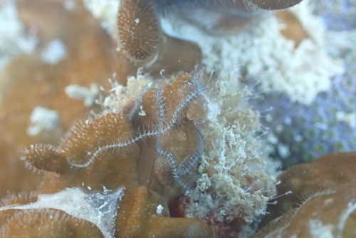 Ophiothrix trilineata observed 2026-03-02