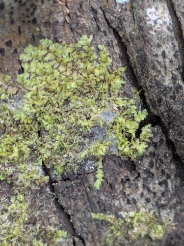 Cololejeunea ceatocarpa observed 2026-03-09