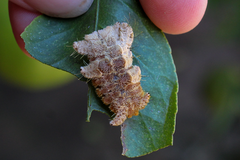 Phobetron hipparchia