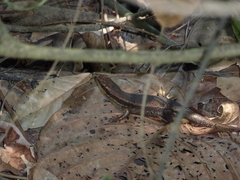 Eutropis rudis