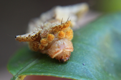 Phobetron hipparchia