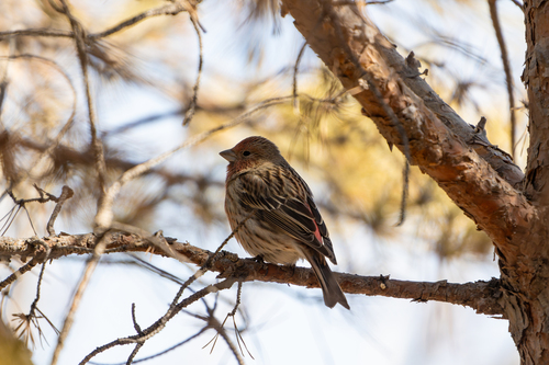 Pallas's Rosefinch (Carpodacus roseus), photo 8