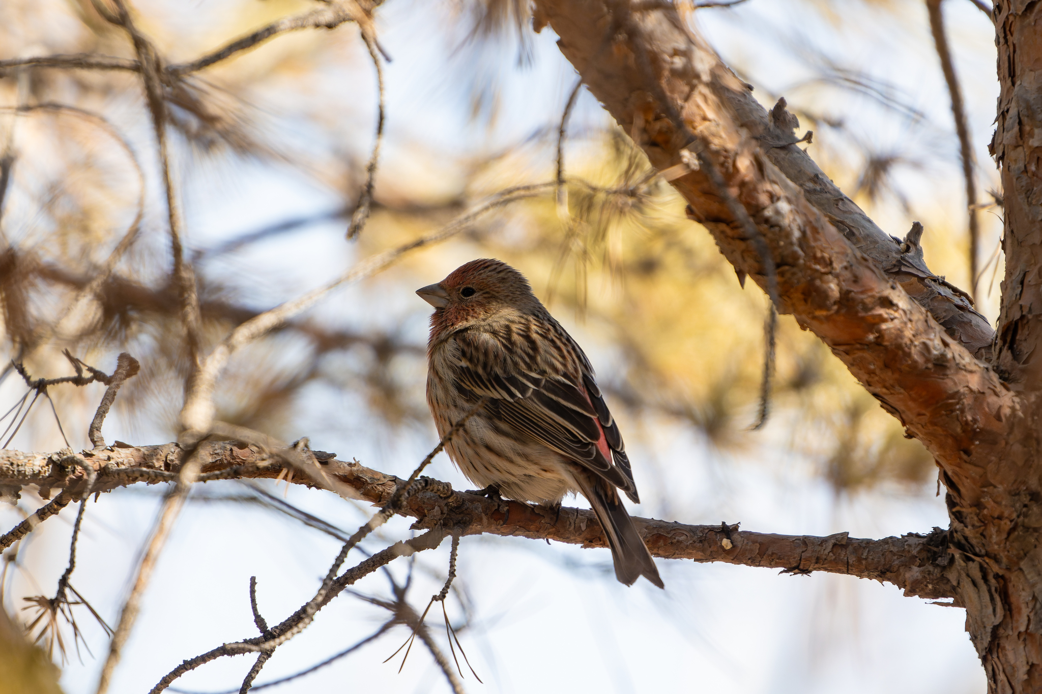Pallas's Rosefinch (Carpodacus roseus), photo 8