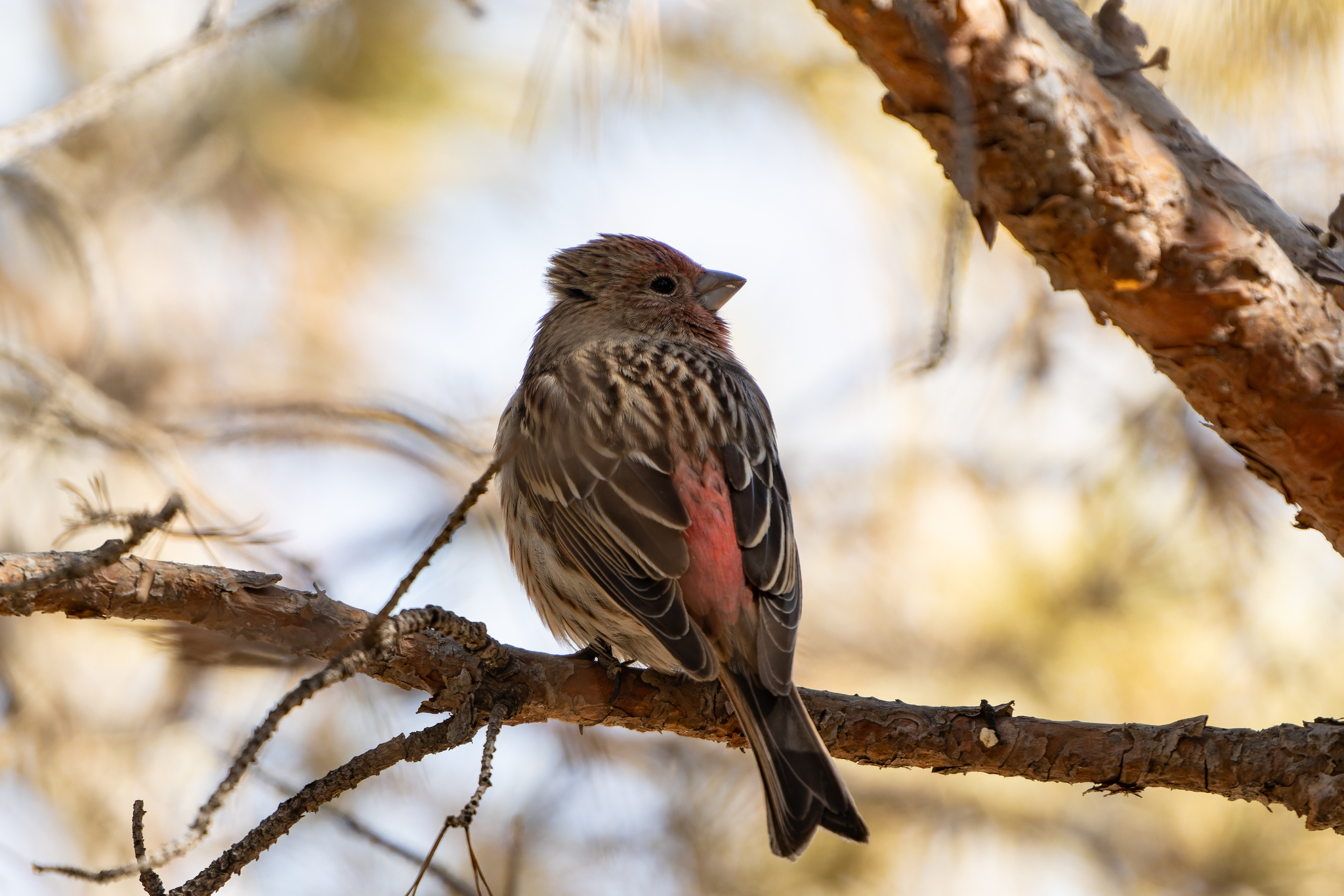 Pallas's Rosefinch (Carpodacus roseus), photo 9