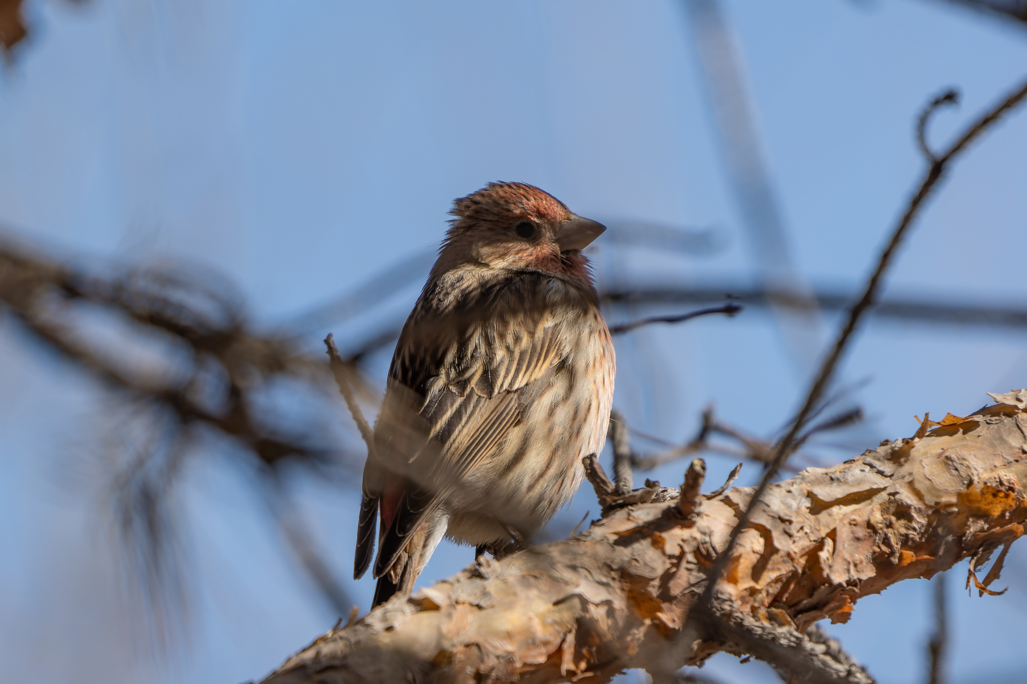 Pallas's Rosefinch (Carpodacus roseus), photo 10