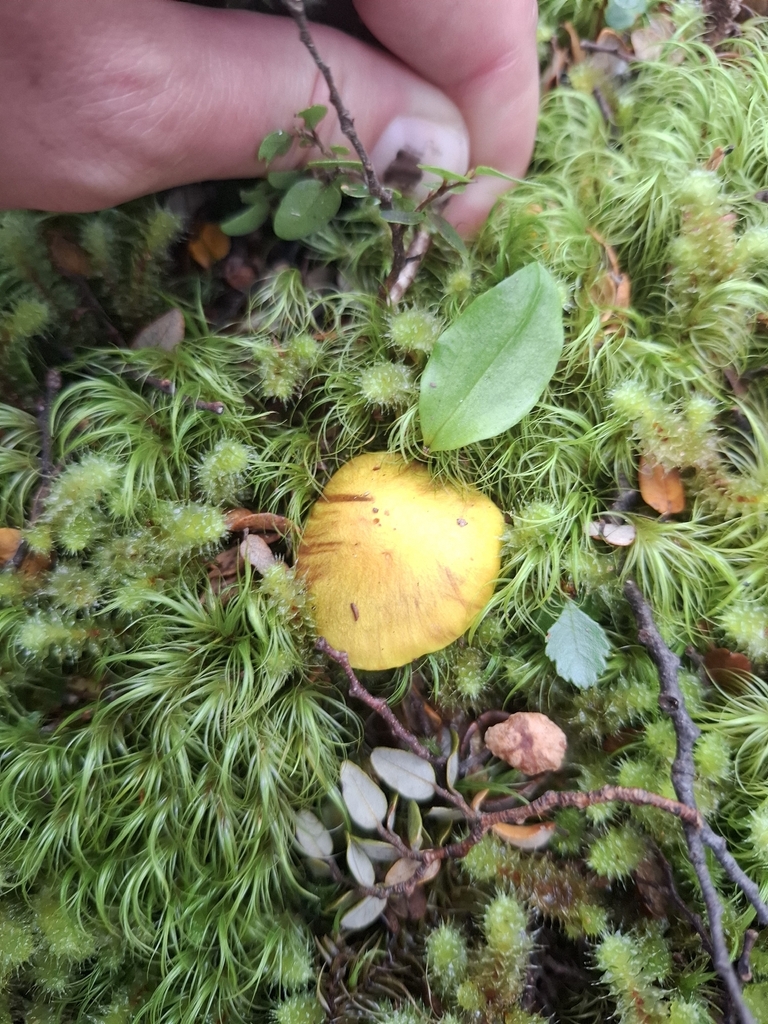 Cortinarius canarius · March 2026 · photo: © armillariabianca (iNaturalist, cc0)