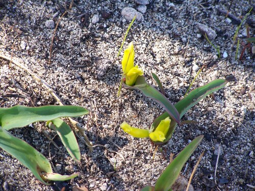 Yellow Soldier Viooltjie (Lachenalia reflexa)