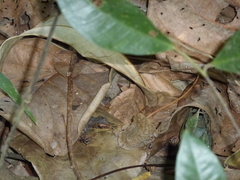 Eutropis rudis
