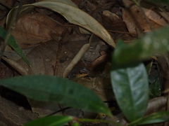 Eutropis rudis