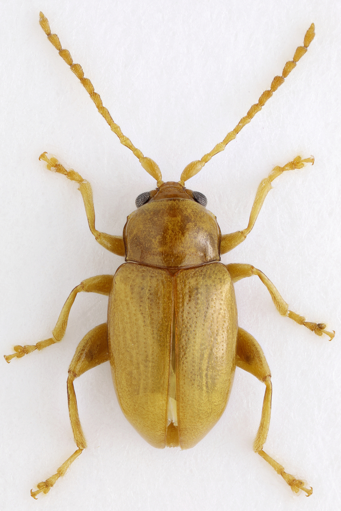 Neocrepidodera sibirica