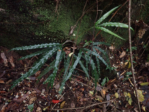 Lomariopsis spectabilis iNat (1)