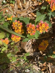 Lantana camara