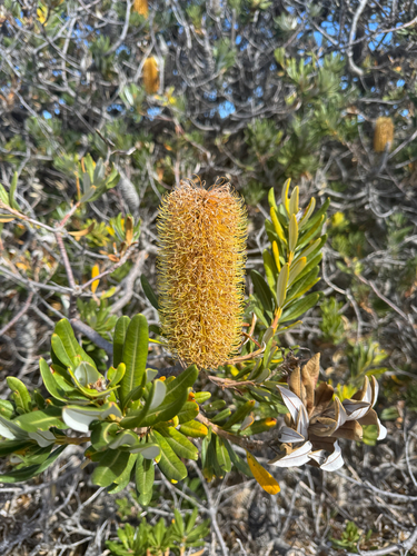 Albany Banksia (Banksia verticillata)