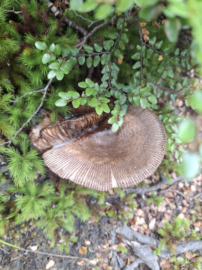 Amanita pekeoides · March 2026 · photo: © armillariabianca (iNaturalist, cc0)