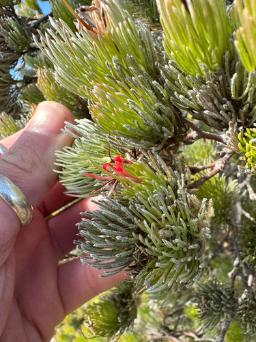 Adenanthos sericeus (Adenanthos sericeus)