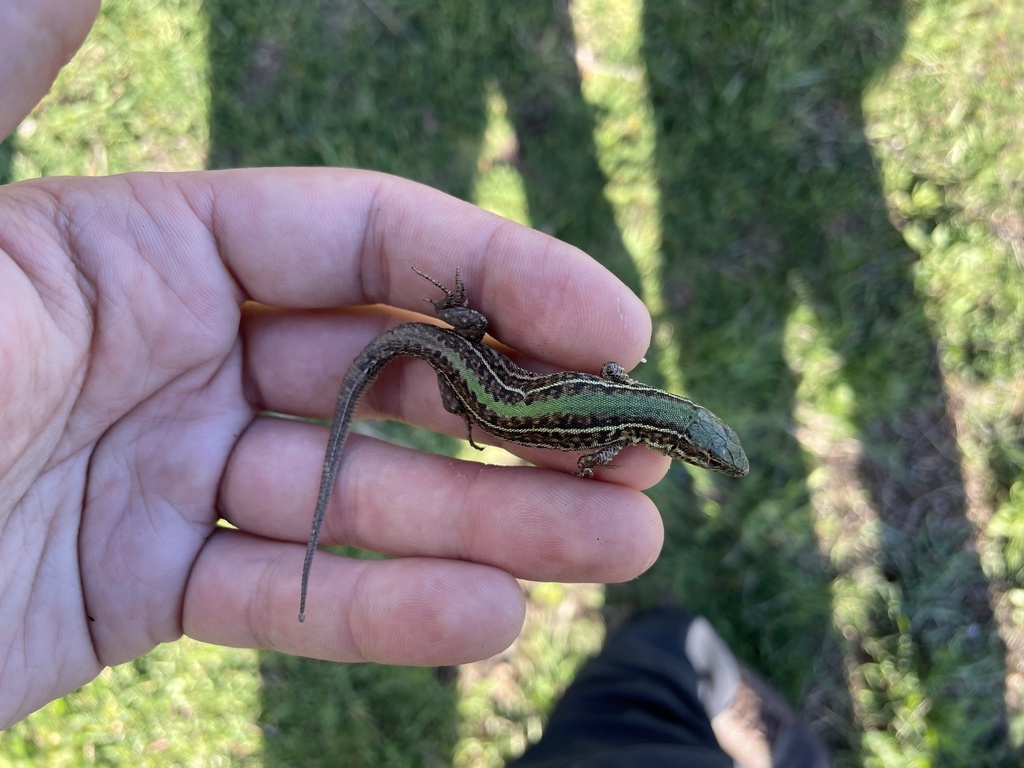 Balkan Wall Lizard from Szt István tér, Martfű, Jász-Nagykun-Szolnok ...