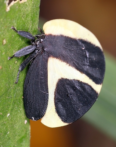 Membracis foliata