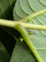 Terminalia myriocarpa