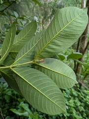 Terminalia myriocarpa, photograph (c) Kevin Faccenda, some rights reserved (CC BY)