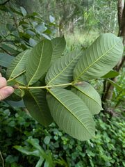 Terminalia myriocarpa, photograph (c) Kevin Faccenda, some rights reserved (CC BY)