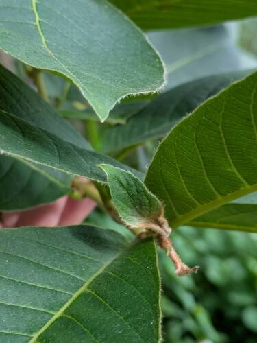Terminalia myriocarpa, photograph 5