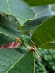 Terminalia myriocarpa, photograph (c) Kevin Faccenda, some rights reserved (CC BY)